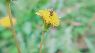 Uçan Böcek ve Bal Arısı Sarı Çiçek Üzerine Nektar Topluyor