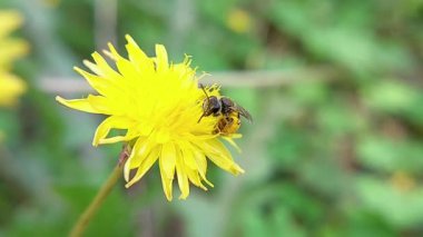 Uçan Böcek ve Bal Arısı Sarı Çiçek Üzerine Nektar Topluyor