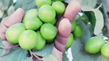 Jujube meyvesi (ayrıca kırmızı tarih olarak da bilinir), bilimsel adı Ziziphus jujuba olan, çeşitli bölgelerde yaygın olarak rastlanan küçük, tatlı bir meyvedir.