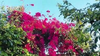 Bougainvillea glabra The Lesser Bougainvillea veya Paperflower Close-Up