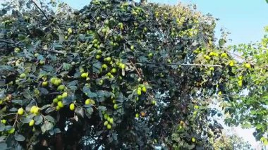 Jujube meyvesi (ayrıca kırmızı tarih olarak da bilinir), bilimsel adı Ziziphus jujuba olan, çeşitli bölgelerde yaygın olarak rastlanan küçük, tatlı bir meyvedir.