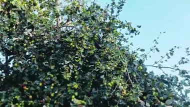 Jujube meyvesi (ayrıca kırmızı tarih olarak da bilinir), bilimsel adı Ziziphus jujuba olan, çeşitli bölgelerde yaygın olarak rastlanan küçük, tatlı bir meyvedir.