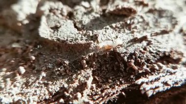 Çok Eşsiz ve Güzel Makro Yakın plan Termit Görüntüsü
