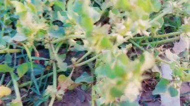 Tribulus Terrestris Bitkisinin ve ilaçlarda kullanılan dikenli tohumlarının yakın çekimi.