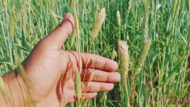Phalaris minor ya da Dumbi sitti sitti grass in tahıl veya buğday ekinleri