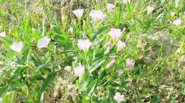 Convolvulus arvensis, Convolvulaceae familyasından Avrupa ve Asya 'ya özgü bir bitki türü. Bu, köklü ve tırmanan ya da sürünen bir otçul bitkidir.