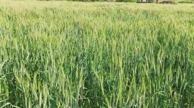 güzel yeşil buğday ekinleri tarlalarda ve tarlalarda