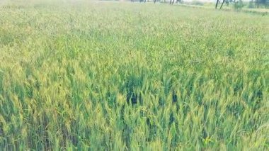 Phalaris minor ya da Dumbi sitti sitti grass in tahıl veya buğday ekinleri