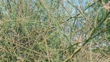 CapParis desidua, yaygın olarak Karira olarak bilinen, marjinal habitatında yararlı bir bitkidir.