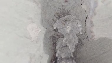 Yabanarısı Yuvası ya da eşek arısı Yuvası Mağaraya yakın çekim görüntüsü