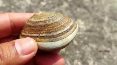 Doğanın güzelliği Eşsiz Çizgiler ve Doğal Şablonlar Bir Taşın Üzerinde
