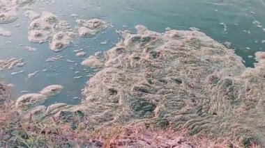 Nehir yüzeyinde yüzen Yeşil Algler veya Kai