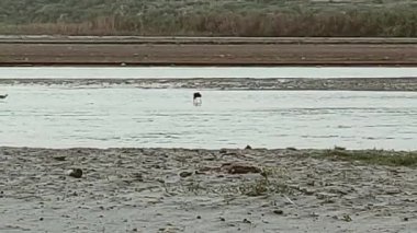 Uzun, keskin gagalı bir kuş sığ sularda avlanıyor.
