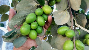Jujube meyvesi (ayrıca kırmızı tarih olarak da bilinir), bilimsel adı Ziziphus jujuba olan, çeşitli bölgelerde yaygın olarak rastlanan küçük, tatlı bir meyvedir.
