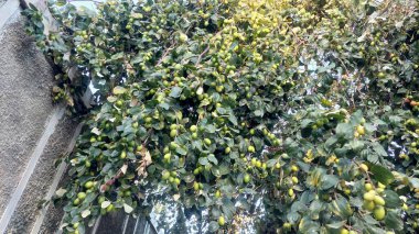 Jujube meyvesi (ayrıca kırmızı tarih olarak da bilinir), bilimsel adı Ziziphus jujuba olan, çeşitli bölgelerde yaygın olarak rastlanan küçük, tatlı bir meyvedir.