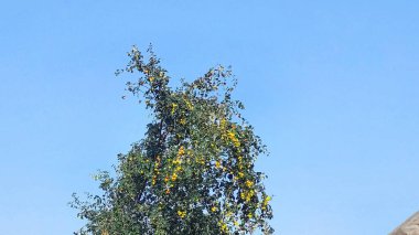 Jujube meyvesi (ayrıca kırmızı tarih olarak da bilinir), bilimsel adı Ziziphus jujuba olan, çeşitli bölgelerde yaygın olarak rastlanan küçük, tatlı bir meyvedir.