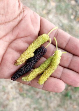 Güzel ve taze siyah beyaz dut meyveleri yakın plan