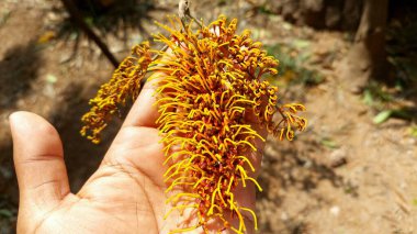 Grevillea robusta, genellikle güney ipek meşesi, ipek meşesi, gümüş meşe veya Avustralya gümüş meşesi olarak bilinir, Proteaceae familyasından bir bitki türüdür.
