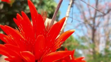 Erythrina orientalis, Erythrina familyasından bir bitki türü.