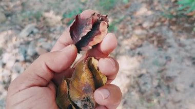 Arjun ağacı tohumu, Terminalia arjuna tohumu olarak da bilinir, lifli, odunsu meyveler beş kanada ayrılmıştır.