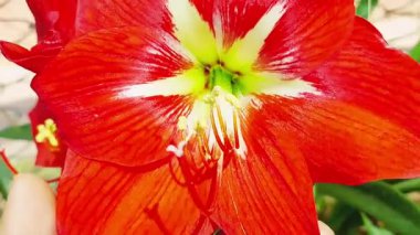 Amaryllis, Amaryllidinae kabilesindeki tek cinstir. Çiçek açan küçük bir ampul cinsidir.