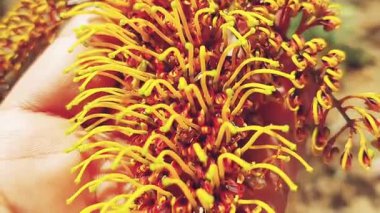 Grevillea robusta, genellikle güney ipek meşesi, ipek meşesi, gümüş meşe veya Avustralya gümüş meşesi olarak bilinir, Proteaceae familyasından bir bitki türüdür.