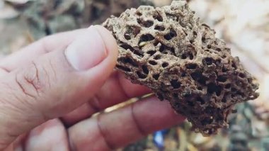 Termitlerin evi eşsiz ve güzel bir makro yakın çekim görüntüsü.