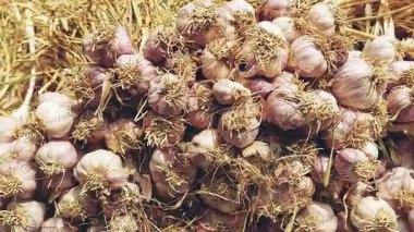 Punjab yerel pazarında taze sarımsak stoku.