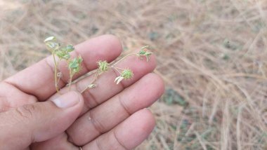 Medicago laciniata, Medicago familyasından bir bitki türü.
