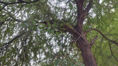 Ormandaki ağaçta yabanarısı evi