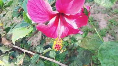 Hibiscus rosa-sinensis 'in çarpıcı bir klibi, yaygın olarak Çin amber çiçeği, Çin gülü ya da Hawaii amber çiçeği olarak bilinir, canlı yapraklarını ve çarpıcı renklerini sergiliyor.