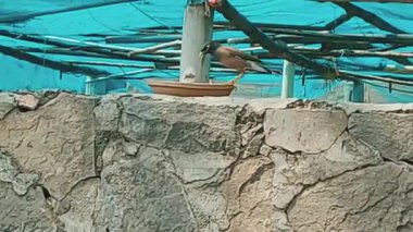 Sturnidae familyasından Asya 'ya özgü Hint Mynaa kuşu olarak da bilinen Myna' nın büyüleyici yakın çekim videosu.
