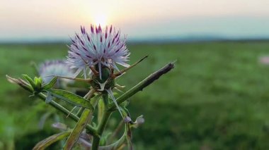 Nehir kenarında bir çöl günbatımının arka planında serpilen devedikeni çiçeğinin yakın çekimini içeren güzel bir video klip, akşam ışığında doğanın dingin güzelliğini yakalıyor.