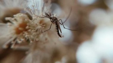 Sivrisinekleri yakalayan çok güzel bir makro video klip Syzygium cumini (Java eriği) çiçekleriyle etkileşim halindedir.)