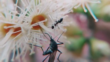 Sivrisinekleri yakalayan çok güzel bir makro video klip Syzygium cumini (Java eriği) çiçekleriyle etkileşim halindedir.)