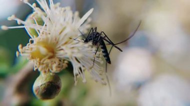 Sivrisinekleri yakalayan çok güzel bir makro video klip Syzygium cumini (Java eriği) çiçekleriyle etkileşim halindedir.)