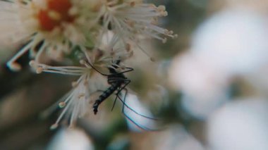 Sivrisinekleri yakalayan çok güzel bir makro video klip Syzygium cumini (Java eriği) çiçekleriyle etkileşim halindedir.)