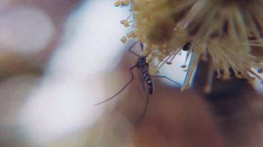 Sivrisinekleri yakalayan çok güzel bir makro video klip Syzygium cumini (Java eriği) çiçekleriyle etkileşim halindedir.)