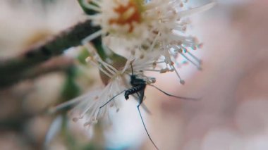 Sivrisinekleri yakalayan çok güzel bir makro video klip Syzygium cumini (Java eriği) çiçekleriyle etkileşim halindedir.)