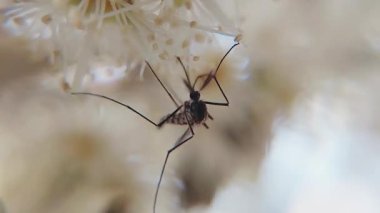 Sivrisinekleri yakalayan çok güzel bir makro video klip Syzygium cumini (Java eriği) çiçekleriyle etkileşim halindedir.)