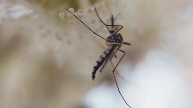 Sivrisinekleri yakalayan çok güzel bir makro video klip Syzygium cumini (Java eriği) çiçekleriyle etkileşim halindedir.)