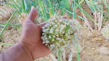 Serin bir köy çiftliğinde çiçek (soğan) açan Allium cepa (soğan) çiçeklerini ve tohumlarını yakalayan güzel bir video klibi.