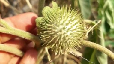 Datura stramonyumu, yaygın olarak Thornapple, jimsonweed ya da şeytan trompeti olarak bilinir. İt üzümü ailesinden, Solanaceae 'den gelen bu zehirli çiçekli bitkinin karmaşık güzelliğini vurgular.