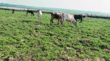 Punjab köyündeki Sawan Nehri yakınlarında huzur içinde otlayan ineklerin güzel bir videosu.