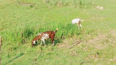 Pencap 'taki Sawan Nehri' nin manzaralı kıyılarında huzur içinde otlayan keçileri gösteren güzel bir video klip.
