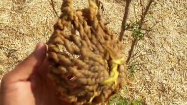 Booe adında el yapımı, otlak lifinden yapılmış ve geleneksel olarak buzağıların buzağının ağzına nazikçe sığdırılarak annelerinin sütünü içmesini engellemek için kullanılan el yapımı bir maskeyi gösteren güzel ve benzersiz bir video.