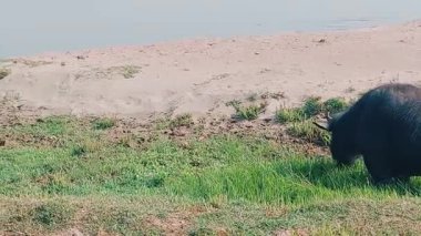 Pencap 'taki Sawan Nehri' nin manzaralı kıyılarında bir bufalo ve keçi yakalayan güzel bir video klibi.