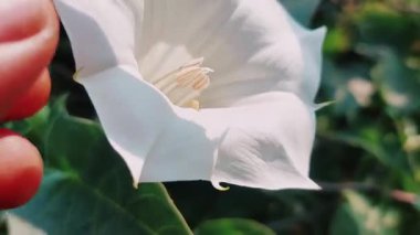 Datura stramonyumu, yaygın olarak Thornapple, jimsonweed ya da şeytan trompeti olarak bilinir. İt üzümü ailesinden, Solanaceae 'den gelen bu zehirli çiçekli bitkinin karmaşık güzelliğini vurgular.