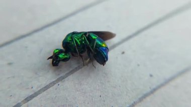 Chrysis ignita 'nın eşsiz ve güzel bir yakın çekim videosu, göz kamaştırıcı bir guguk kuşu türü, parlak renklerini ve karmaşık ayrıntılarını gözler önüne seriyor.