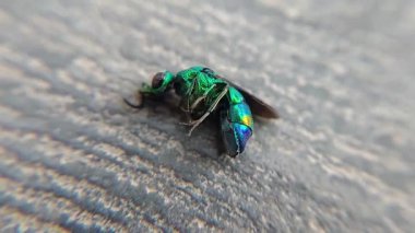 Chrysis ignita 'nın eşsiz ve güzel bir yakın çekim videosu, göz kamaştırıcı bir guguk kuşu türü, parlak renklerini ve karmaşık ayrıntılarını gözler önüne seriyor.